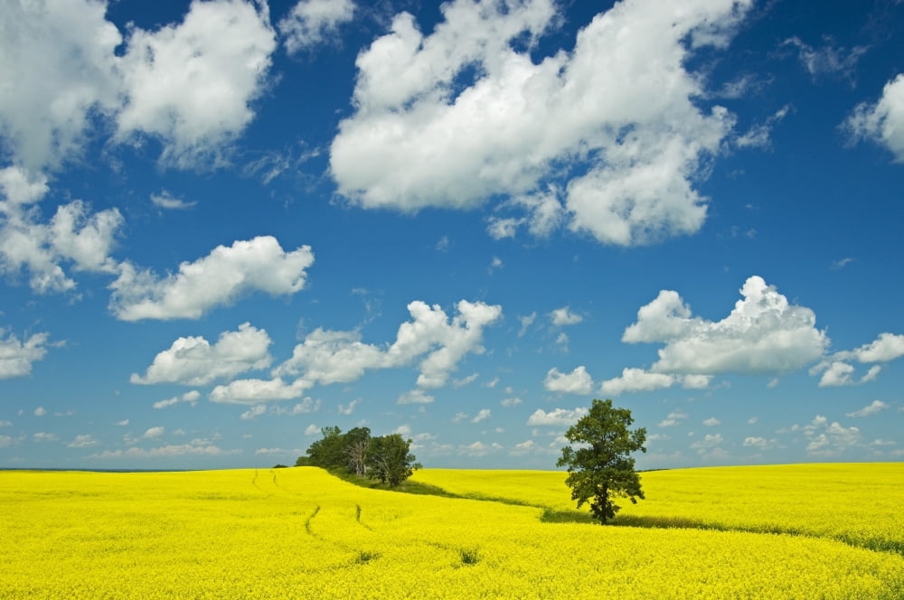 Canola Field And Clouds Rathwell Manitoba Canvas Art - Mike Grandmaison Design Pics (34 x 22)