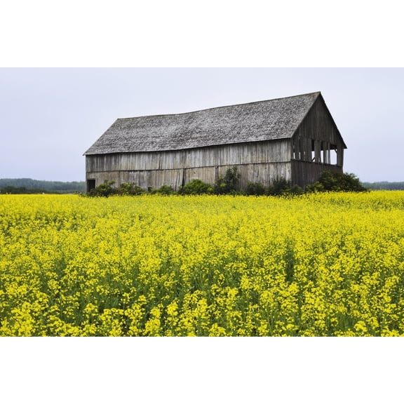 Canola Field And Old Barn Bas-Saint-Laurent Region Sainte-Helene Quebec Canvas Art - Yves Marcoux Design Pics (17 x 11)