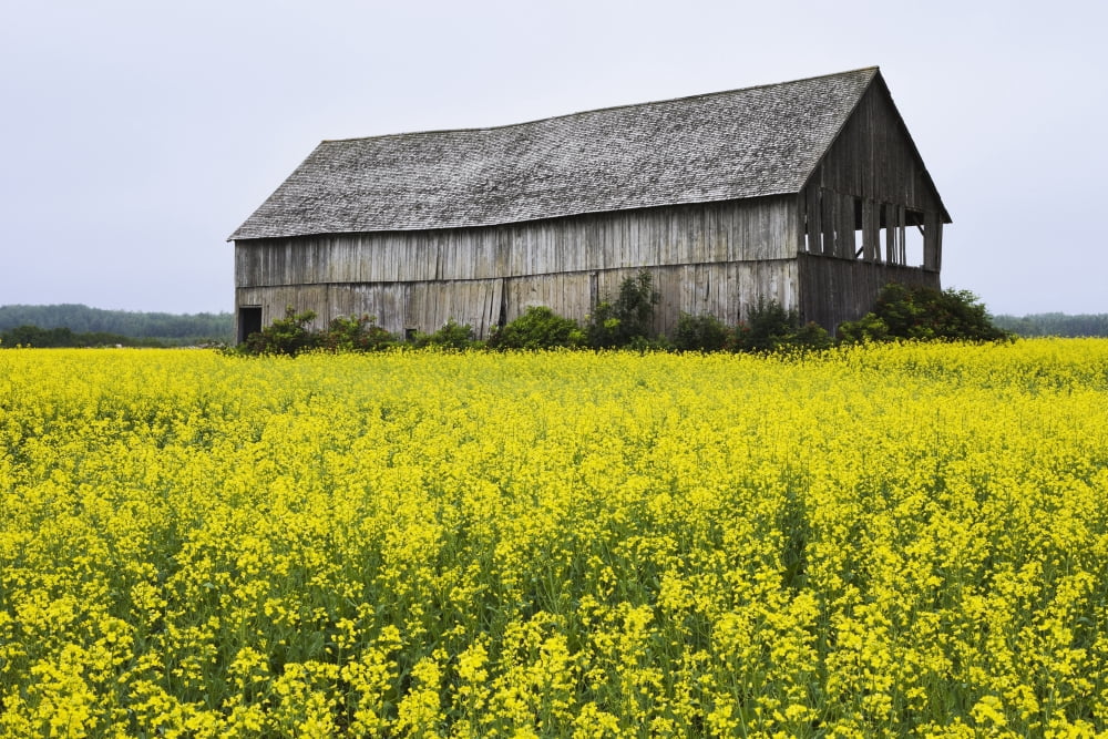 Canola Field And Old Barn Bas-Saint-Laurent Region Sainte-Helene Quebec Canvas Art - Yves Marcoux Design Pics (34 x 22)