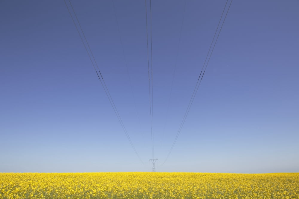 Canola Field And Power Lines East Of Nanton Alberta Canada Canvas Art - Ron Bouwhuis Design Pics (18 x 12)