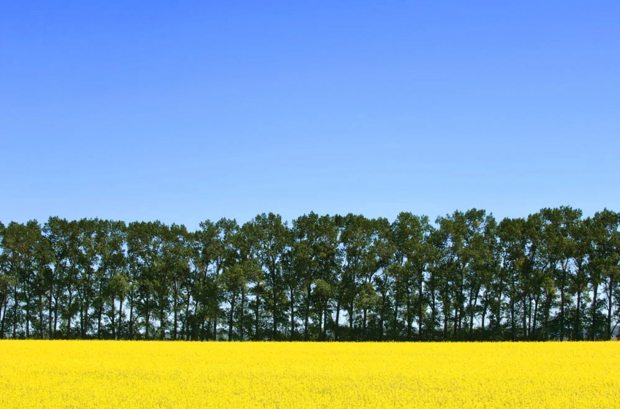 Canola Field And Trees Canvas Art - Dean Muz Design Pics (34 x 22)