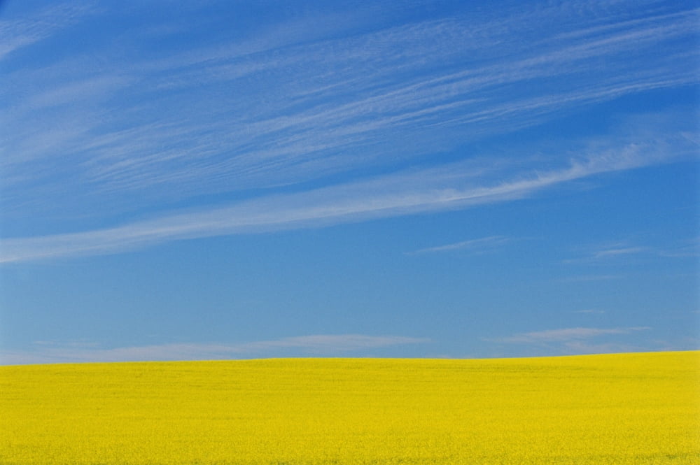 Canola Field Boissevain Manitoba Canvas Art - Mike Grandmaison Design Pics (18 x 12)