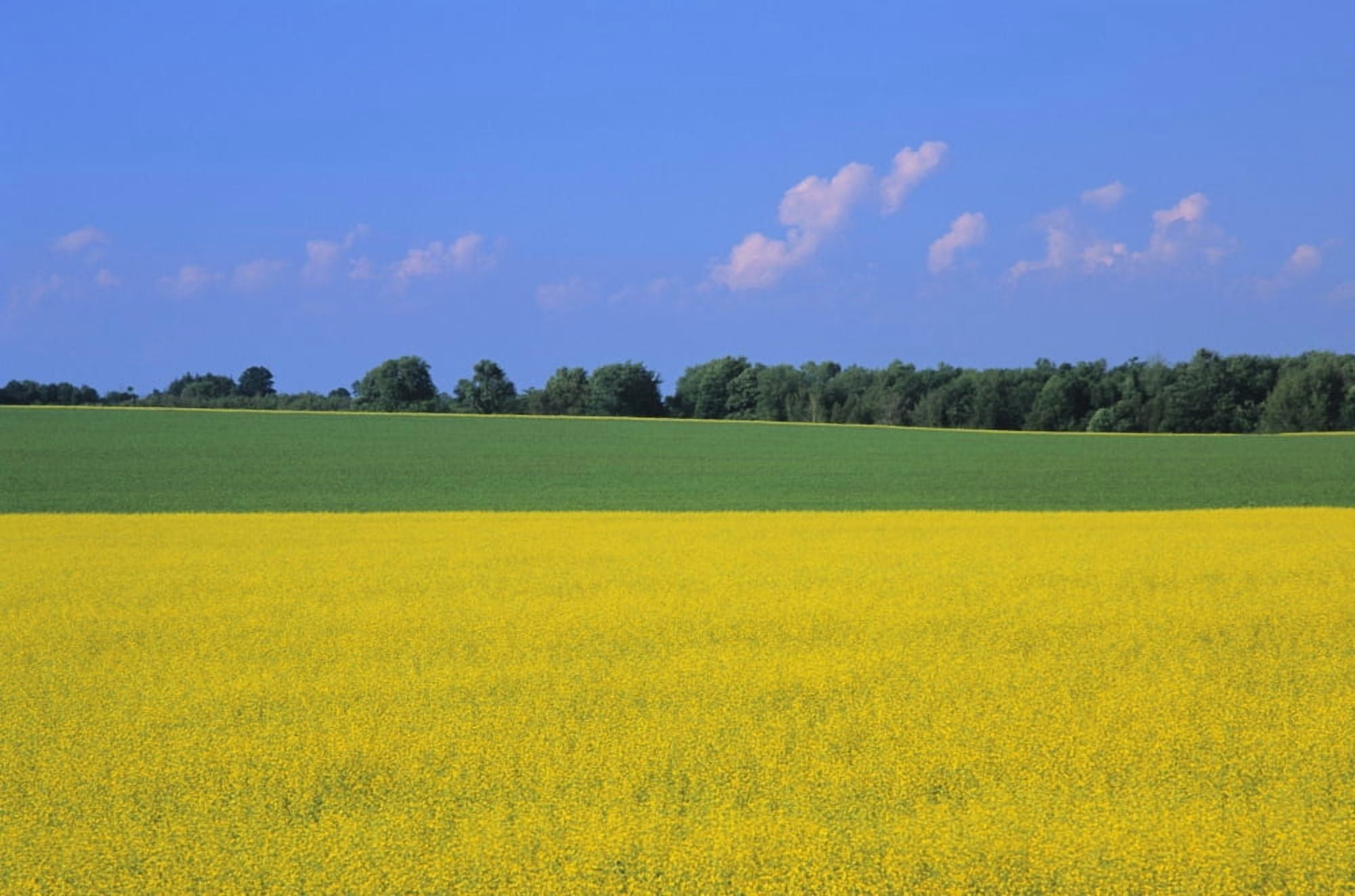 Canola Field Bruce Township Georgian Bay Ontario Canvas Art - Ron Watts Design Pics (17 x 11)
