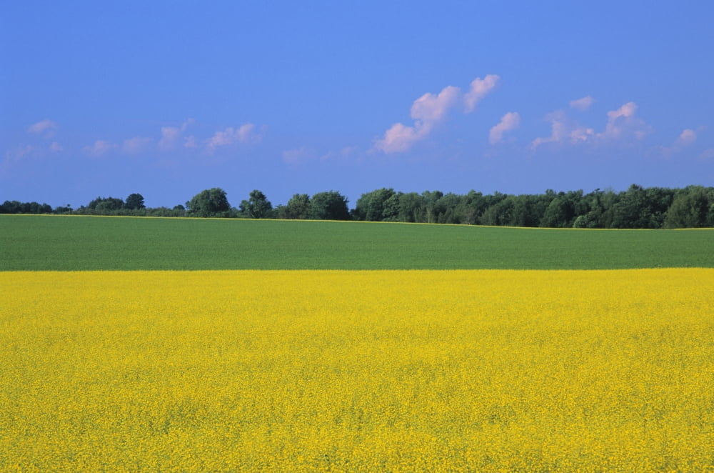 Canola Field Bruce Township Georgian Bay Ontario Canvas Art - Ron Watts Design Pics (34 x 22)