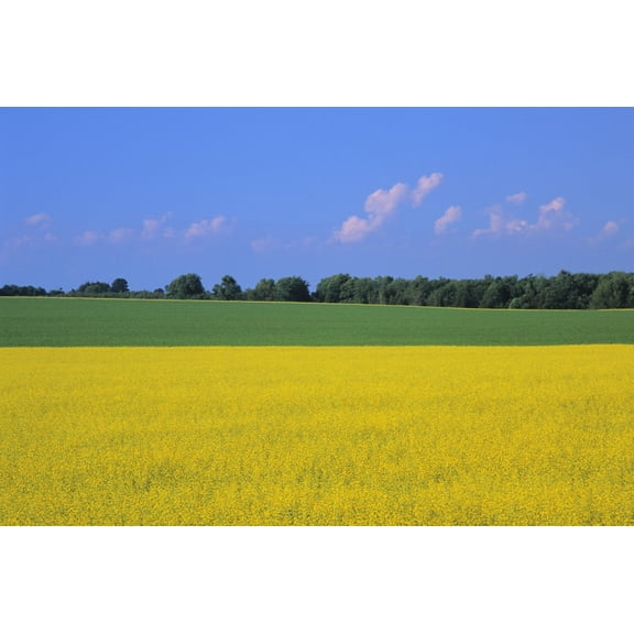 Canola Field Bruce Township Georgian Bay Ontario Canvas Art - Ron Watts Design Pics (34 x 22)