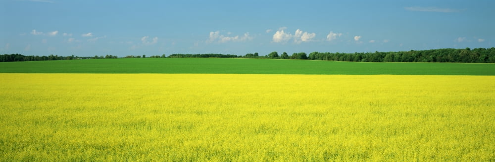 Canola Field Bruce Township Georgian Bay Ontario Canvas Art - Ron Watts Design Pics (36 x 12)