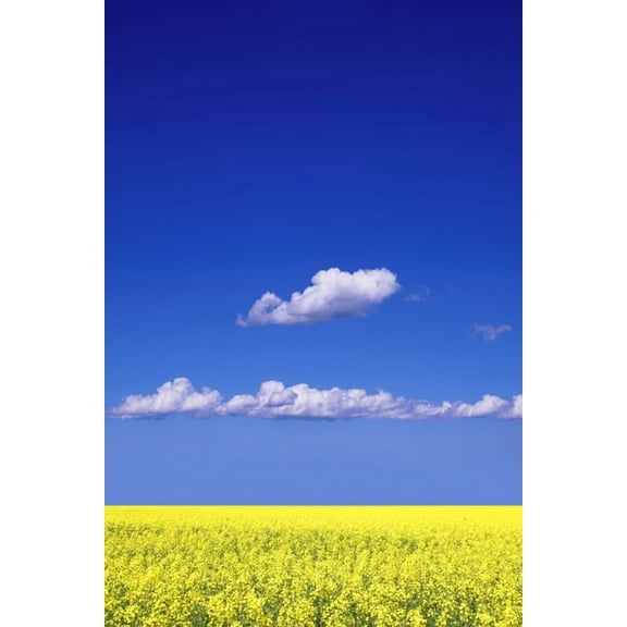 Canola Field Canvas Art - Don Hammond Design Pics (11 x 17)
