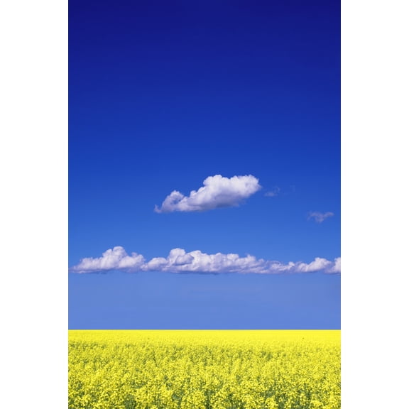 Canola Field Canvas Art - Don Hammond Design Pics (22 x 34)