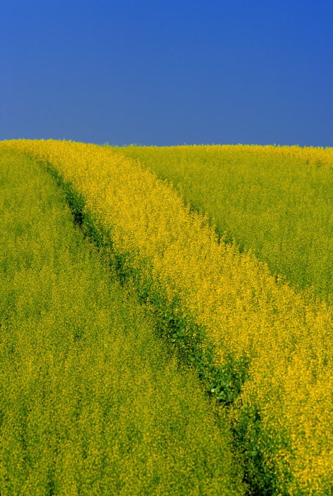 Canola Field Darlington Prince Edward Island Canvas Art - John Sylvester Design Pics (11 x 17)