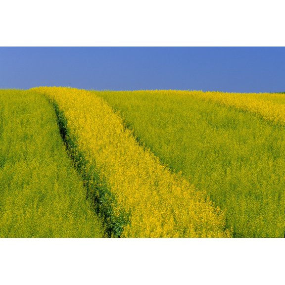 Canola Field Darlington Prince Edward Island Canvas Art - John Sylvester Design Pics (17 x 11)
