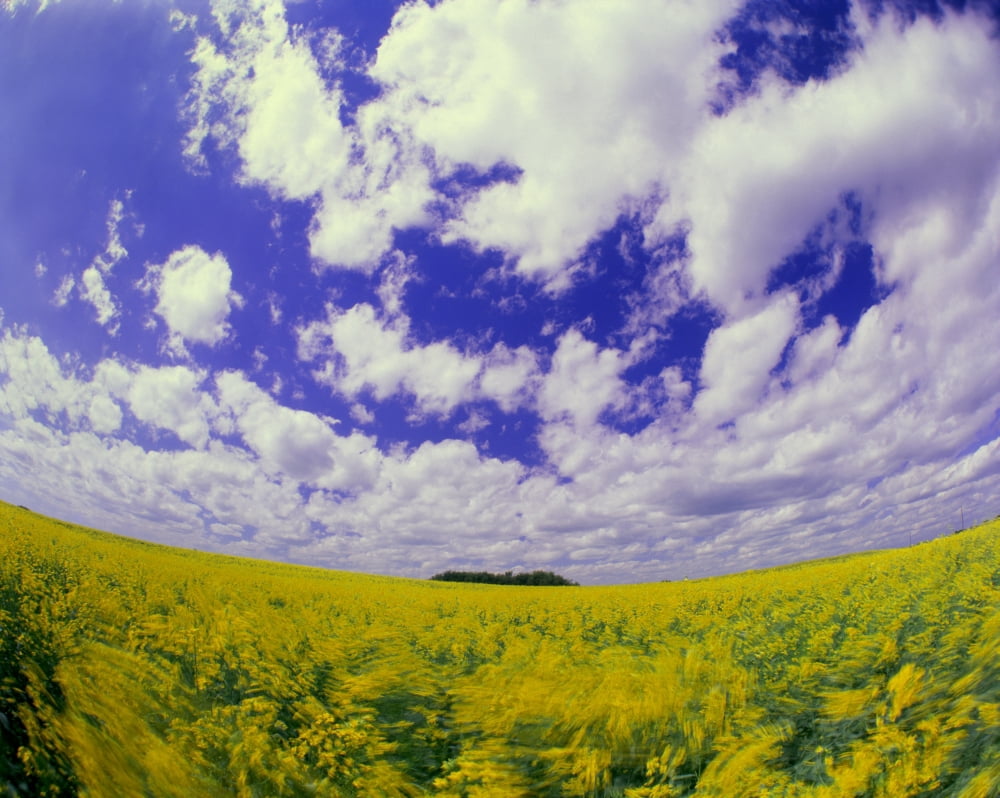 Canola Field Manitoba Canada Canvas Art - Yves Marcoux Design Pics (18 x 14)