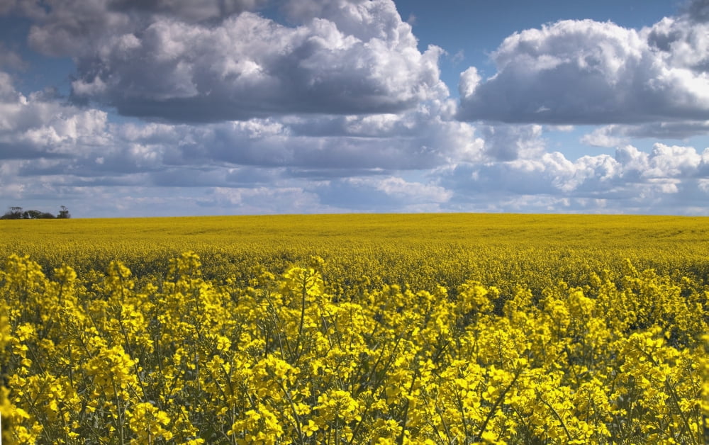 Canola Field North Yorkshire England Canvas Art - John Short  Design Pics (38 x 24)