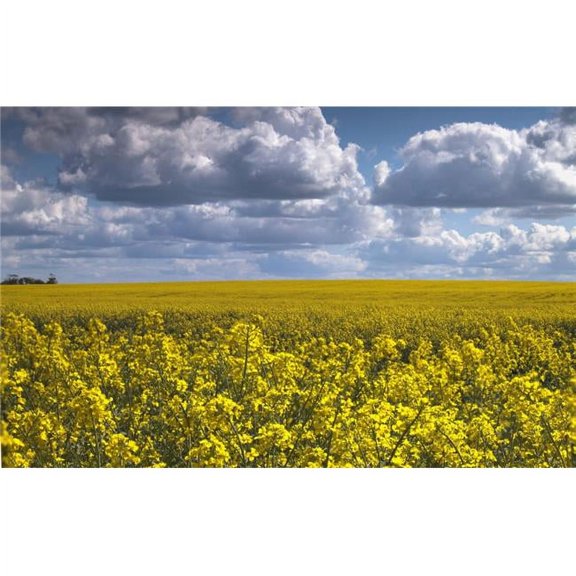 Canola Field - North Yorkshire England Poster Print, Large - 38 x 24