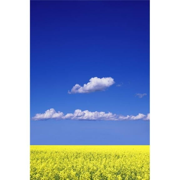 Canola Field Poster Print by Don Hammond, 22 x 34 - Large