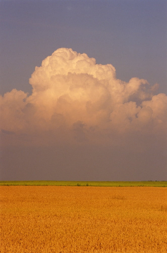 Canola Field Somerset Manitoba Canvas Art - Mike Grandmaison Design Pics (22 x 36)