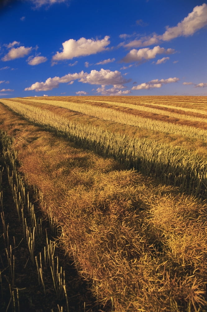 Canola Field Tiger Hills Manitoba Canvas Art - Dave Reede Design Pics (22 x 34)