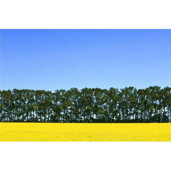 Canola Field & Trees Poster Print by Dean Muz, 34 x 22 - Large