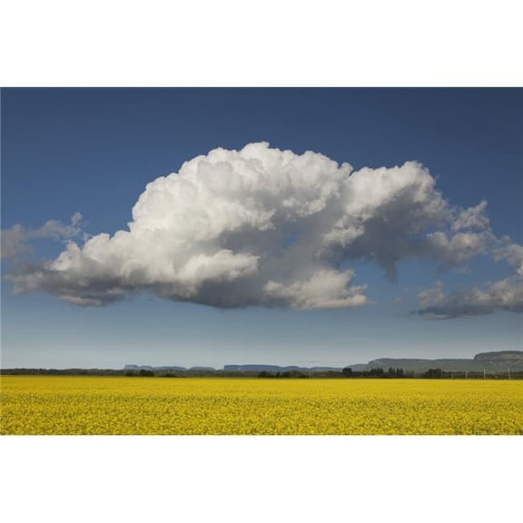 Canola Field with Blue Sky & Cloud - Thunder Bay Ontario Canada Poster Print - 19 x 12 in.