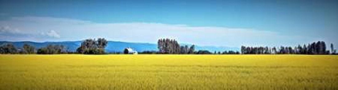 Canola Fields Canvas Art - John Stalowy (8 x 24)