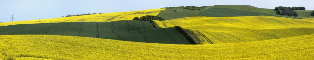 Canola Fields Northumberland England Canvas Art - John Short Design Pics (44 x 8)