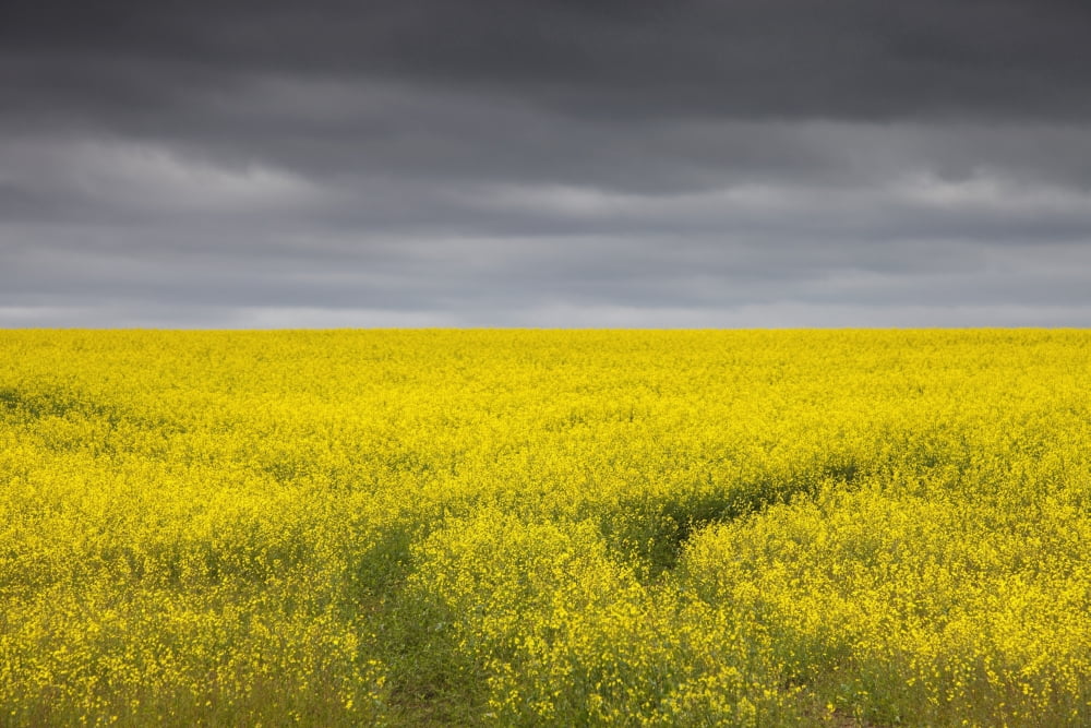 Canola Fields Under Stormy Skies Canvas Art - John Short Design Pics (19 x 12)