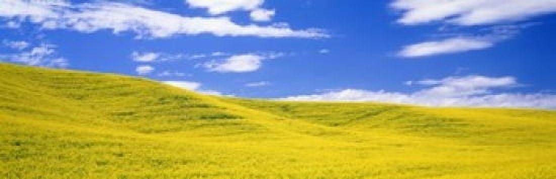 Canola Fields Washington State USA Canvas Art - Panoramic Images (18 x 6)