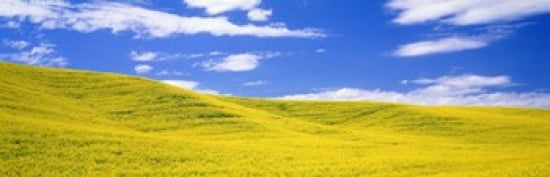 Canola Fields Washington State USA Canvas Art - Panoramic Images (36 x 12)