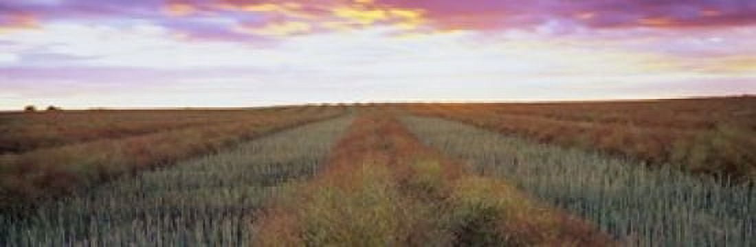 Canola crop in a field Edmonton Alberta Canada Canvas Art - Panoramic Images (18 x 6)