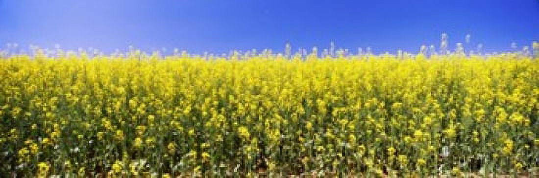 Canola field in bloom Idaho USA Canvas Art - Panoramic Images (18 x 6)