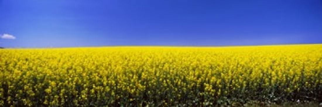 Canola field in bloom Idaho USA Canvas Art - Panoramic Images (18 x 6)