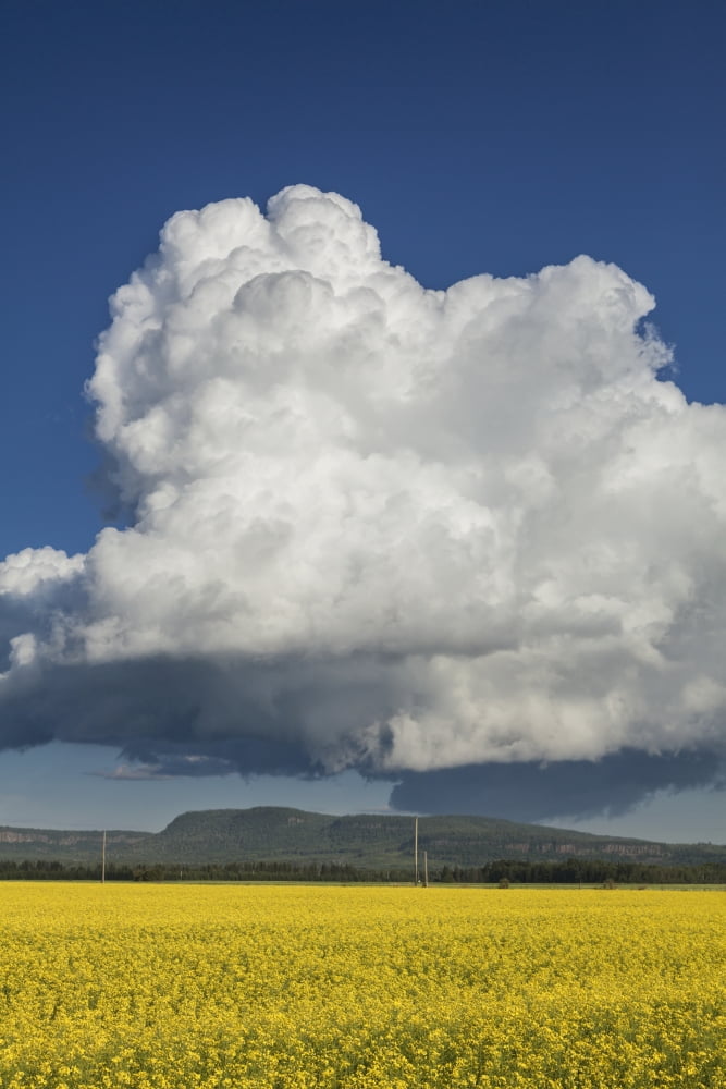 Canola field with blue sky and cloud Thunder Bay Ontario Canada Canvas Art - Susan Dykstra Design Pics (12 x 19)