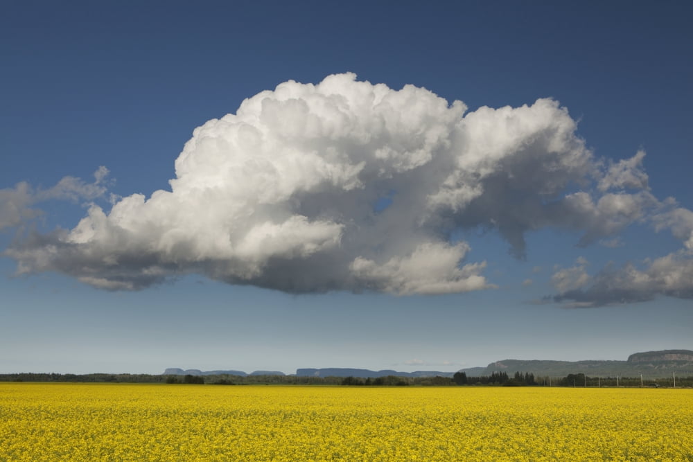 Canola field with blue sky and cloud Thunder Bay Ontario Canada Canvas Art - Susan Dykstra Design Pics (19 x 12)