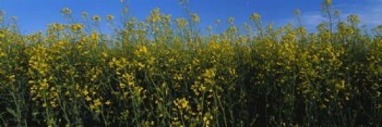 Canola flowers in a field Edmonton Alberta Canada Canvas Art - Panoramic Images (36 x 12)