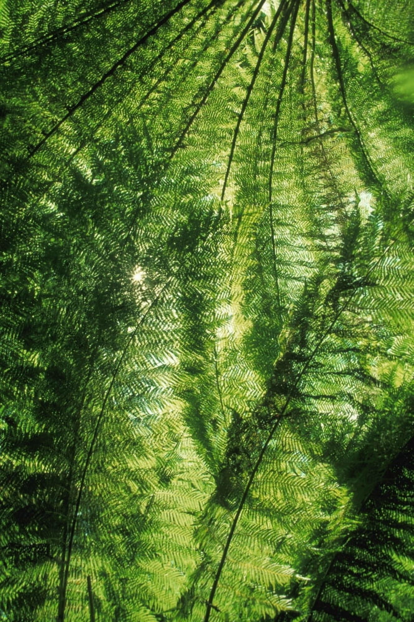 Canopy Of Green Ferns Canvas Art - Carson Ganci Design Pics (22 x 34)