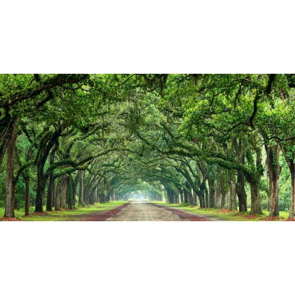 Canopy Road Panorama VI Poster Print - James McLoughlin (36 x 24)