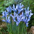 thumbnail image 1 of Cantab Dwarf Iris Flower Bulbs - 25 Bulbs per Pack - Pleasantly Scented - Deer Resistant - Naturalizing - Perennializing - Easy to Grow Live Plants - Outdoor Garden, 1 of 5