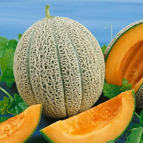 Cantaloupe Melon Garden Seeds - Hales Best Jumbo - 1 Lb - Non-GMO, Heirloom, Vegetable Gardening Seeds - Fruit