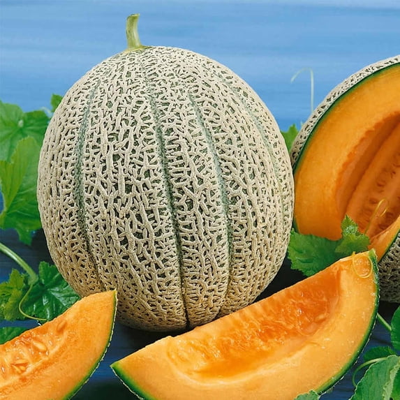Cantaloupe Melon Garden Seeds - Hales Best Jumbo - 1 Oz - Non-GMO, Heirloom, Vegetable Gardening Seeds - Fruit