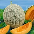 thumbnail image 1 of Hale's Best Jumbo Cantaloupe Melon 5 Lb ~400,000 Seeds – Non-GMO, Heirloom, Open-Pollinated – Heat & Drought Tolerant – Sweet Orange Flesh – 85-110 Days – Cucumis melo – Up to 6 lb Melons, 1 of 5