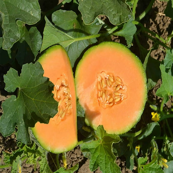 Cantaloupe Melon Garden Seeds - Minnesota Midget - 3 g Packet ~80 Seeds - Non-GMO, Heirloom, Vegetable Gardening Seeds - Fruit