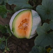 Cantaloupe Melon Garden Seeds - Planters Jumbo - 1 Oz - Non-GMO, Heirloom, Vegetable Gardening Seeds - Fruit