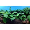 thumbnail image 1 of Canton Aquatics 1" to 3" Anubias Barteri Live Plants in 2" Pots (3 Count), Aquarium Plants, 1 of 1