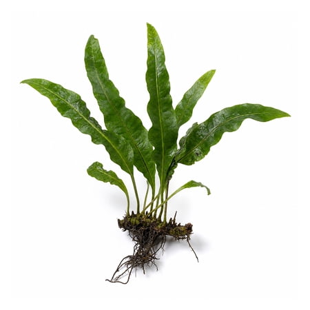 Java Fern Microsorum Size: Small 5-8 Inches Live Aquarium Plants BUY 2 GET 1 FREE