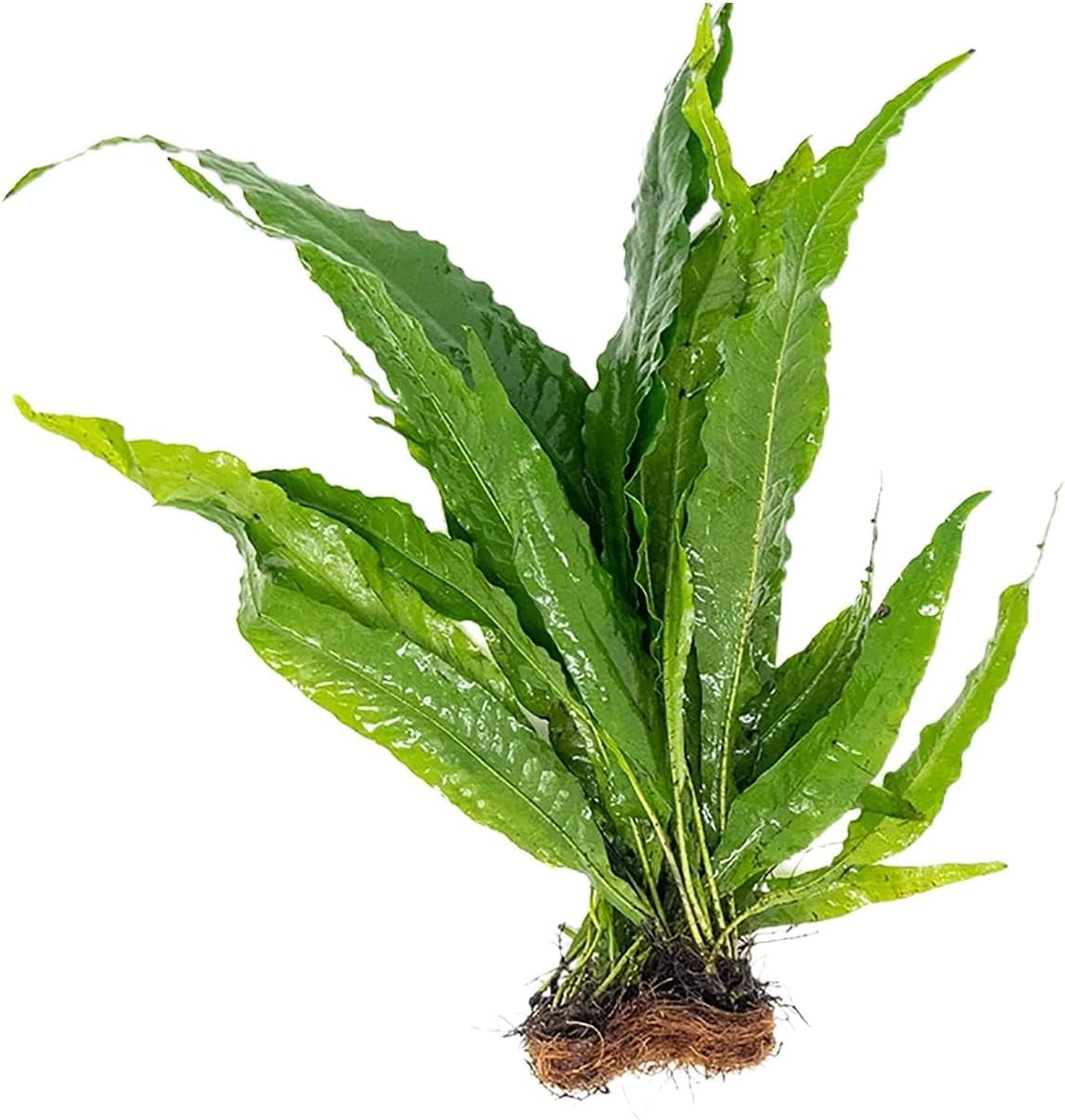 JAVA FERN Microsorum Pteropus Small Live Aquarium Plants for Fish Tank ...