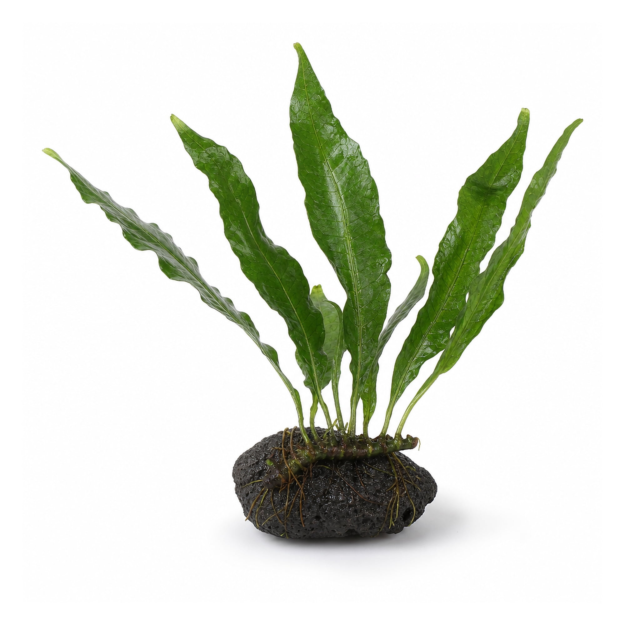Lava Racks Canton Aquatics, Java Fern Microsorum, Rooted in Small Lava Rock ...