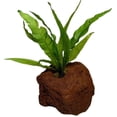 thumbnail image 1 of Java Fern Microsorum Size: Rooted in Small Lava Rock Live Aquarium Plants BUY 2 GET 1 FREE, 1 of 1