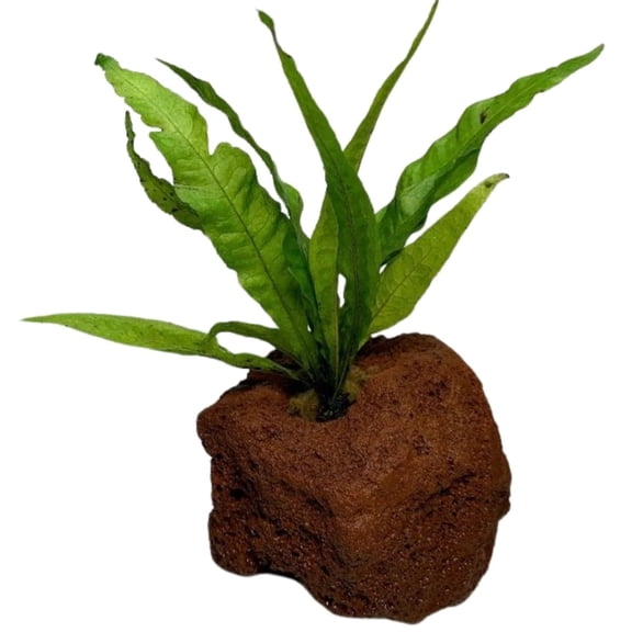 Java Fern Microsorum Size: Rooted in Small Lava Rock Live Aquarium Plants BUY 2 GET 1 FREE