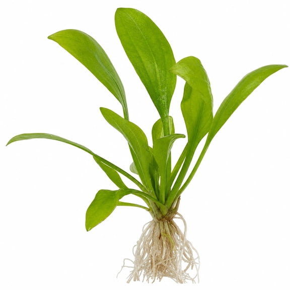 Canton Aquatics Rosette Sword Live Aquarium Plant, Small 5-8 in, 1 Count