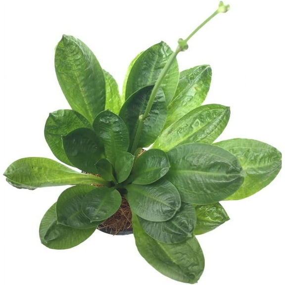 Canton Aquatics Amazon Rosette - Parallel & Longitudinal Veins on Leaves - All Natural & Organic Aquatic Plant - Long Lasting & Easy to Care - Small BUY2 GET1 FREE