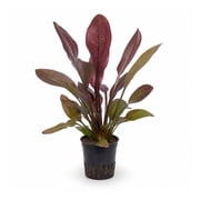 Amazon Sword Red Rubin Echinodorus Live Aquarium Plant – 1 Potted Plant